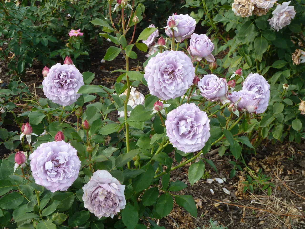 Jump for Joy — Select Roses